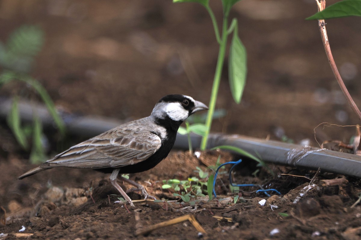 Black-crowned Sparrow-Lark - steve b