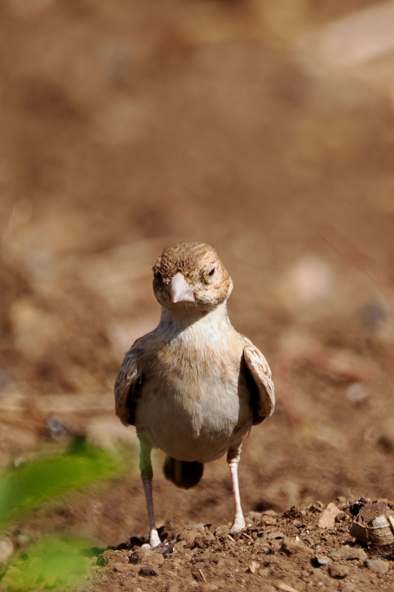 Black-crowned Sparrow-Lark - ML617532342
