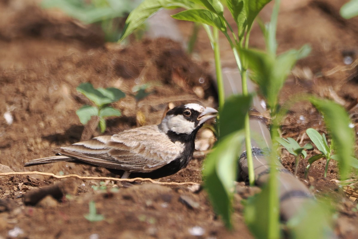 Black-crowned Sparrow-Lark - ML617532343