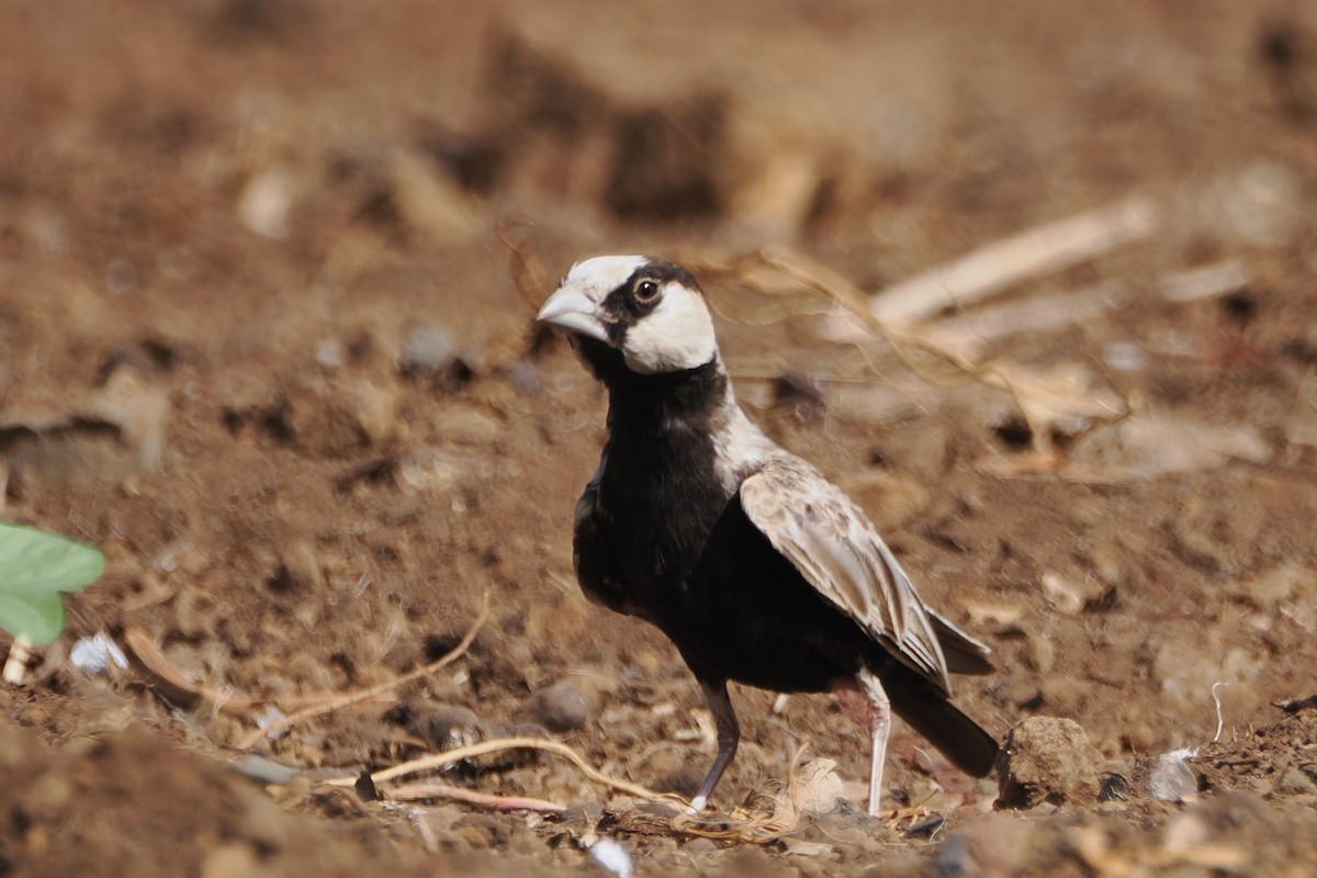 Black-crowned Sparrow-Lark - steve b
