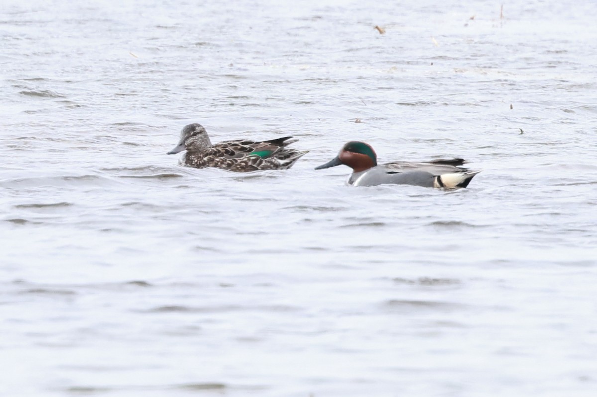 Green-winged Teal - ML617532384