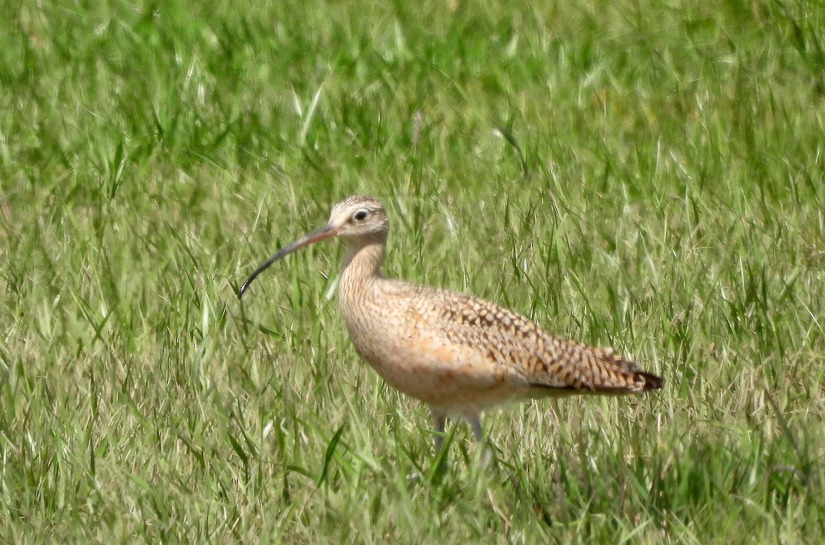 Long-billed Curlew - Diana LaSarge and Aaron Skirvin