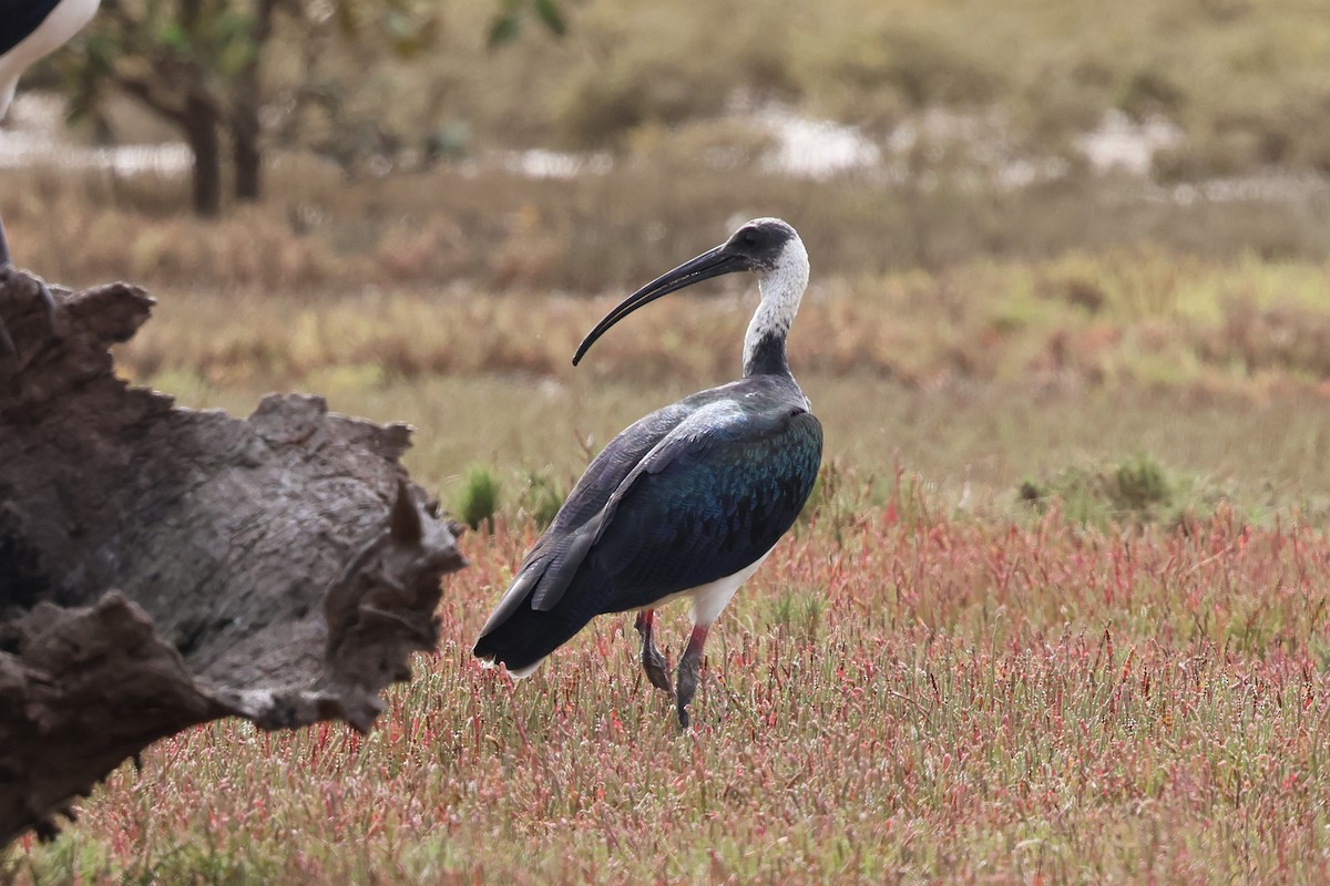 ibis slámokrký - ML617532451