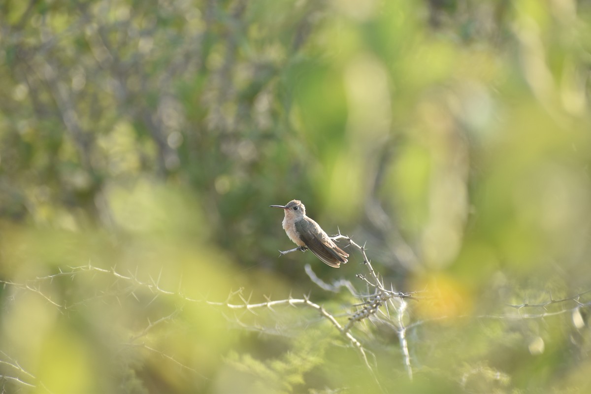 kolibřík rusoprsý - ML617532510
