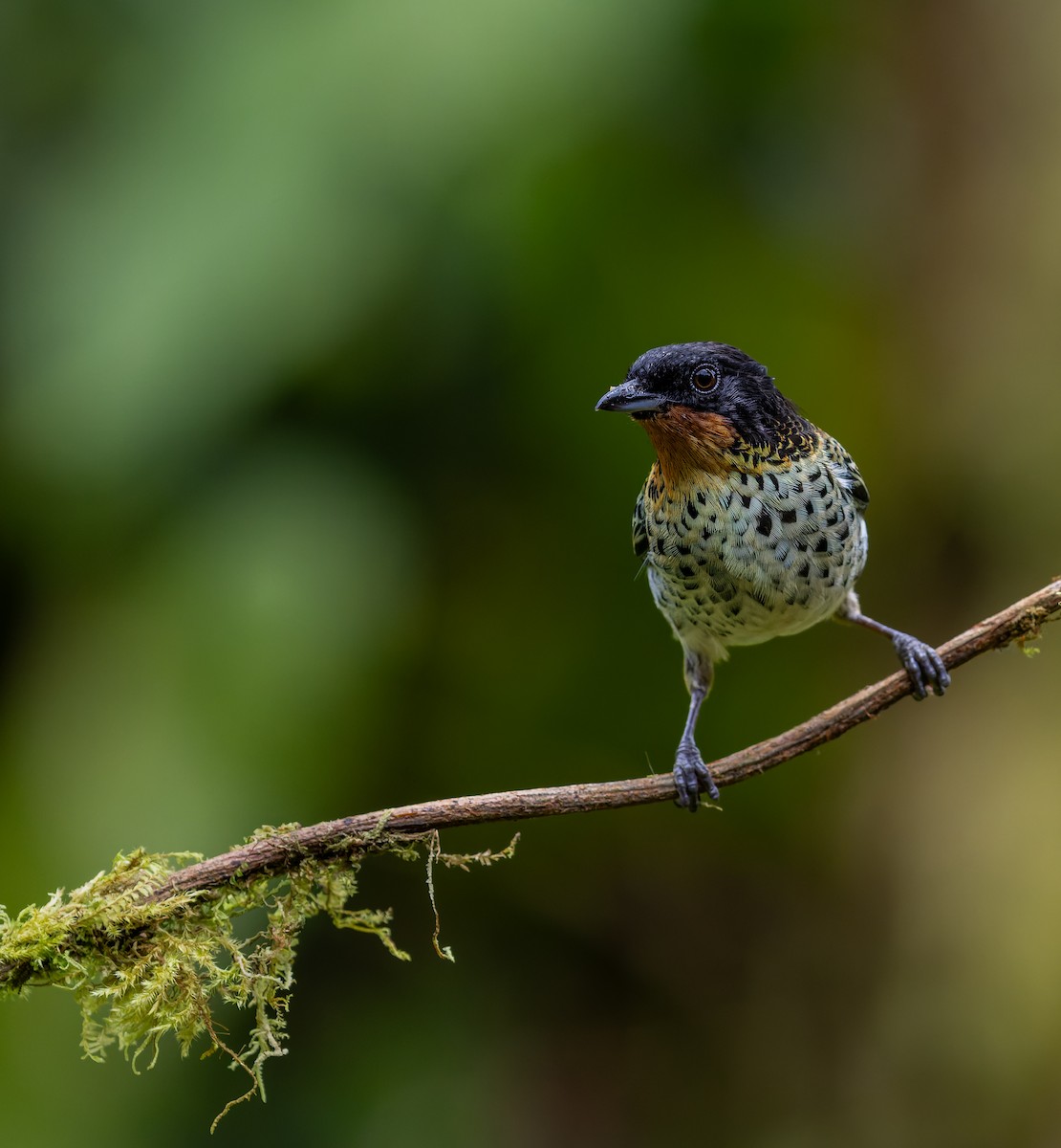 Rufous-throated Tanager - ML617532538