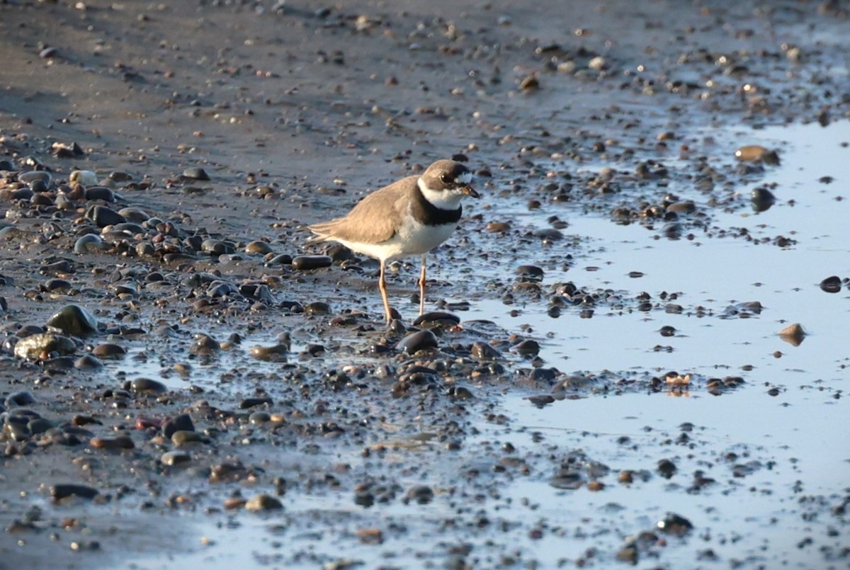 Semipalmated Plover - ML617532561