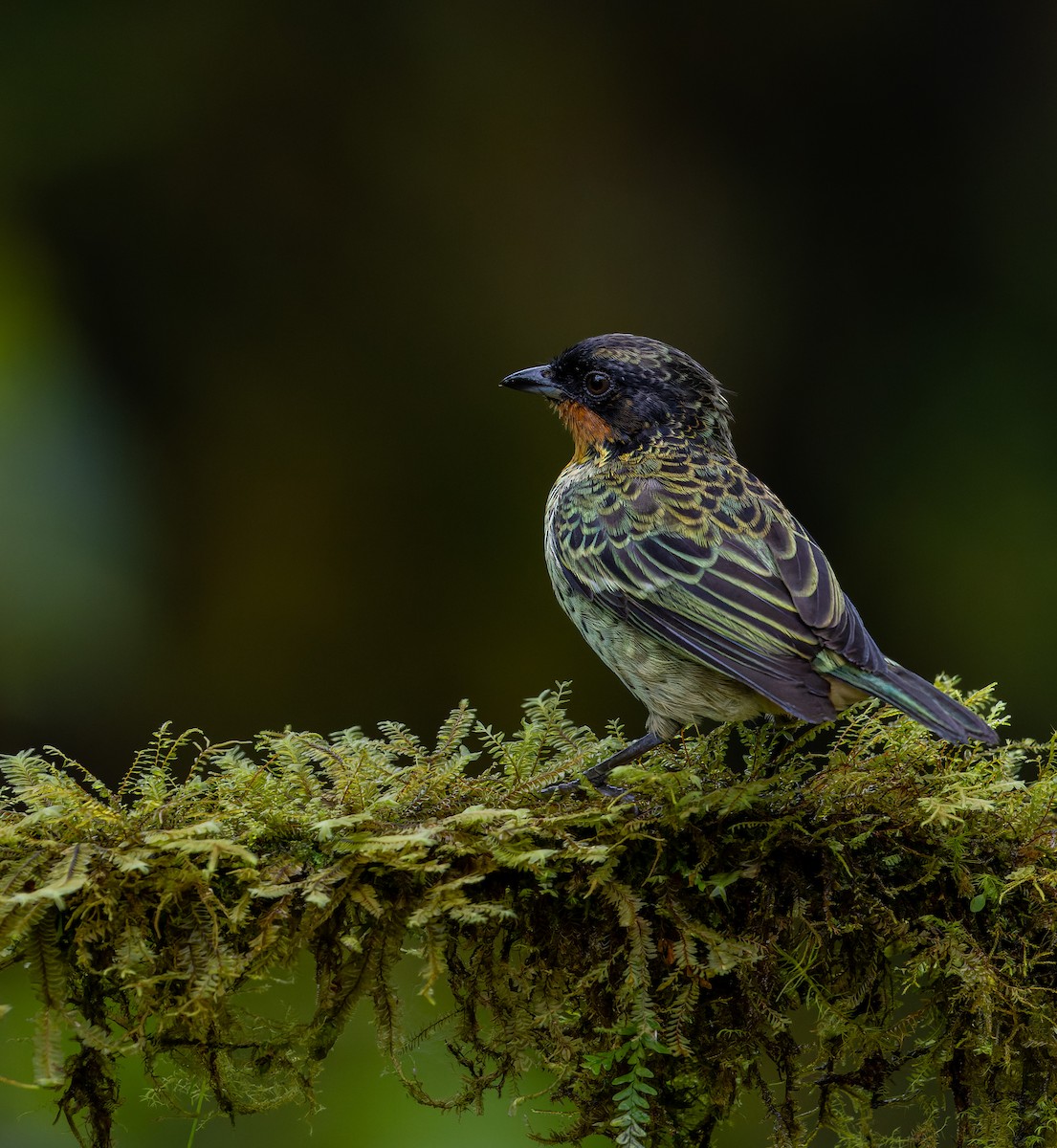 Rufous-throated Tanager - ML617532566