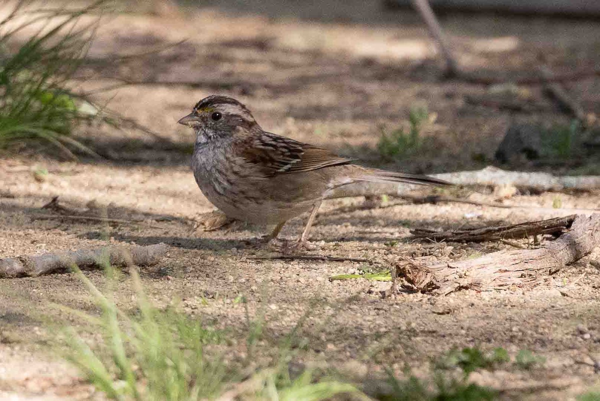 White-throated Sparrow - ML617532567