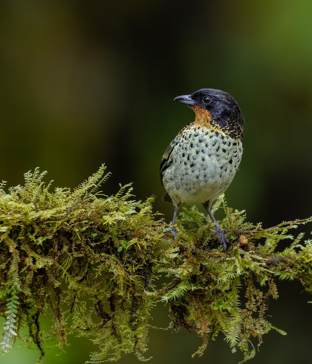 Rufous-throated Tanager - ML617532605