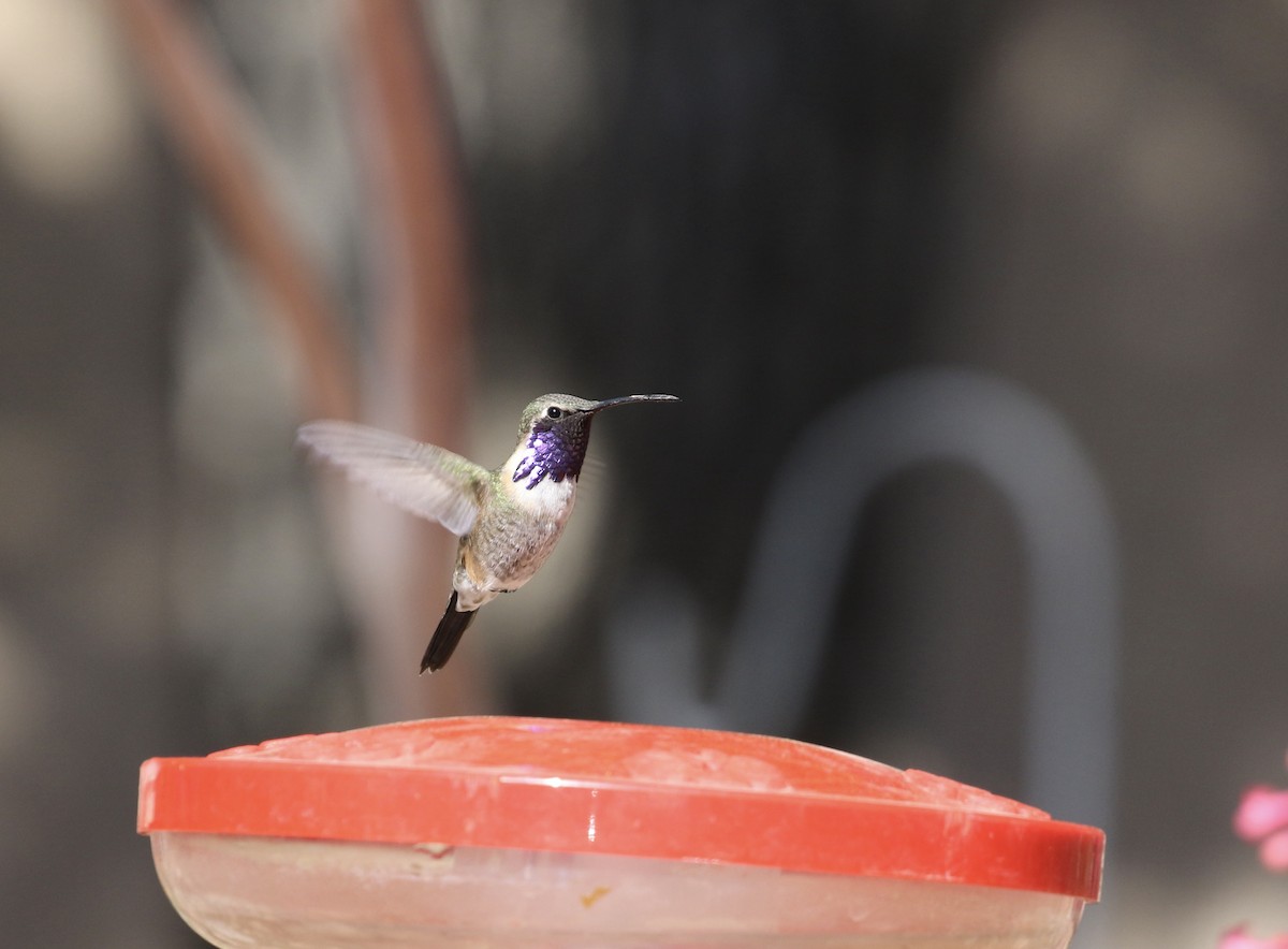 Lucifer Hummingbird - Mary Backus
