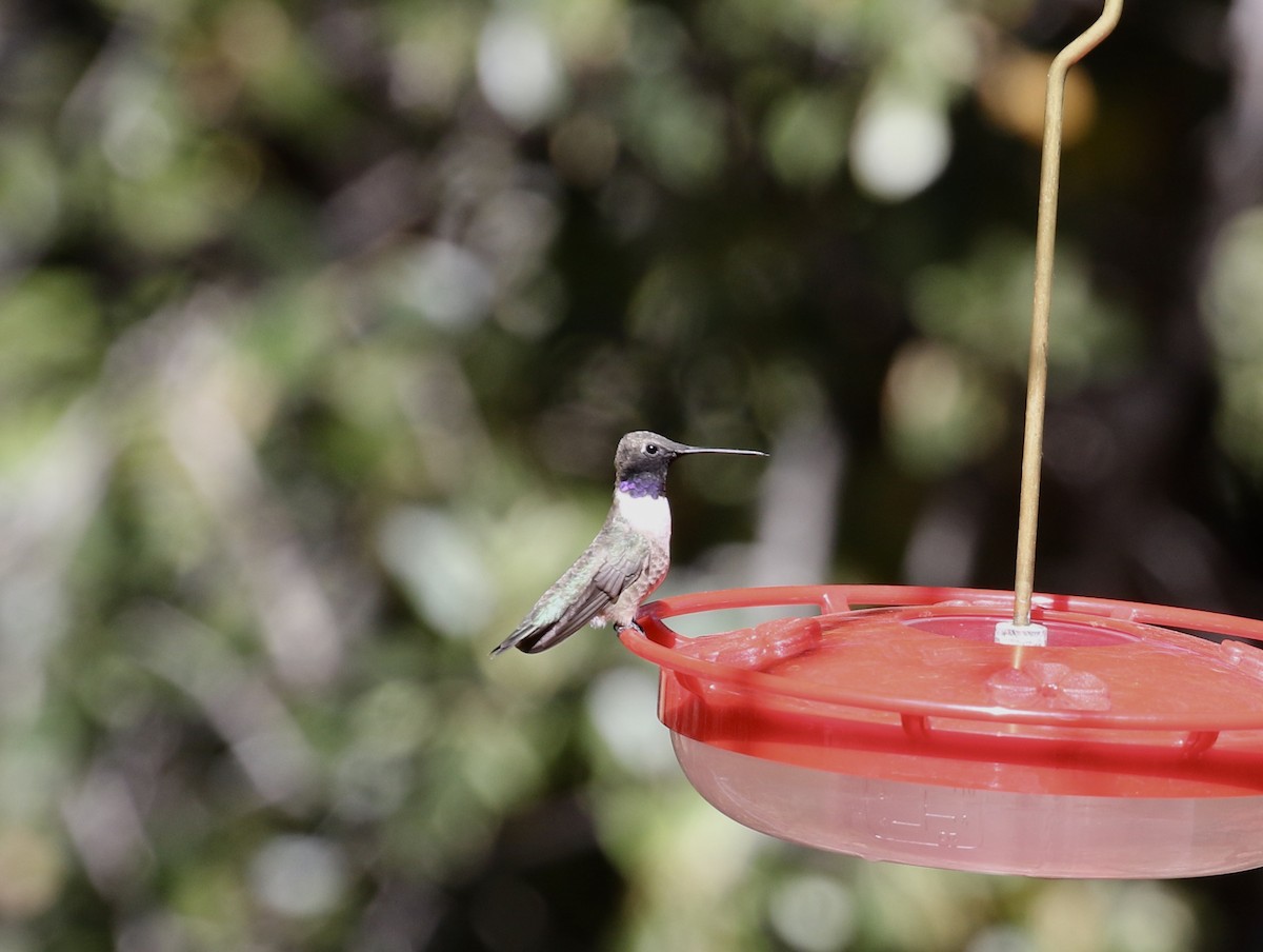 Black-chinned Hummingbird - Mary Backus
