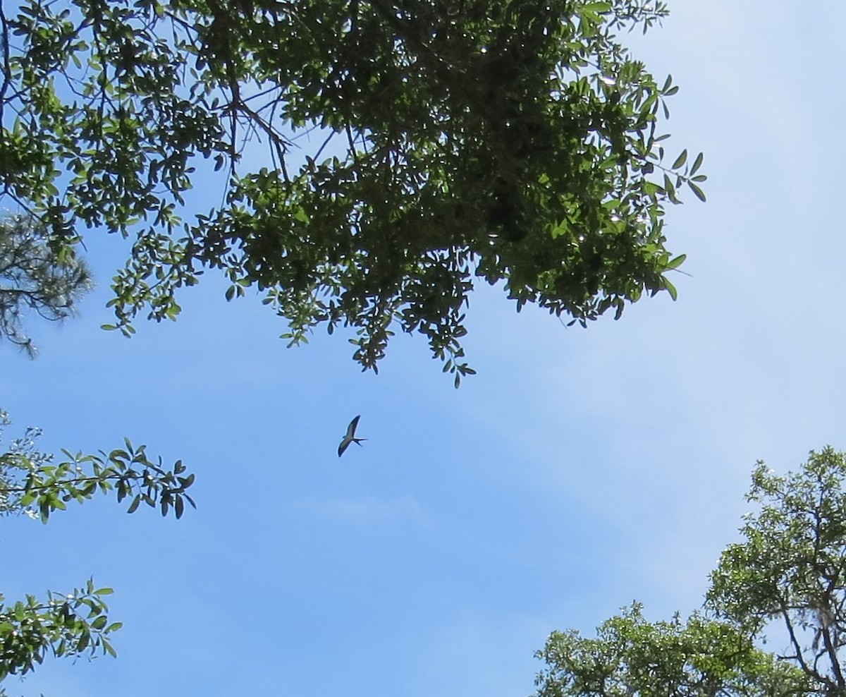 Swallow-tailed Kite - ML617532882