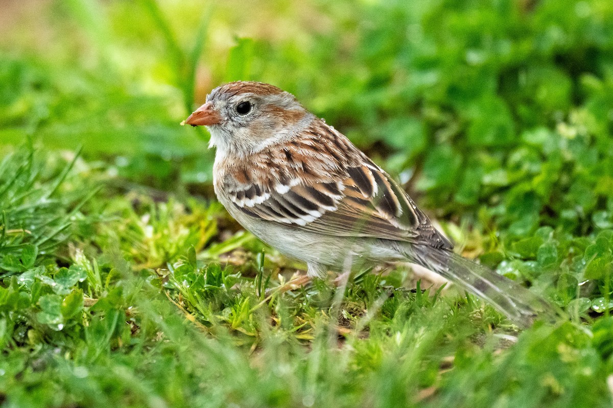 Field Sparrow - ML617532897