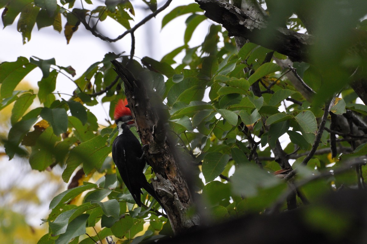 Black-bodied Woodpecker - ML617532923