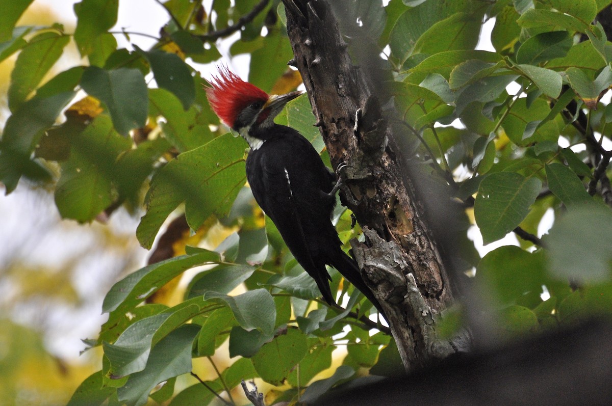 Black-bodied Woodpecker - ML617532925