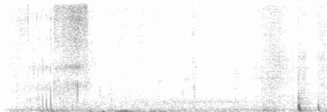 Ширококлювый колибри - ML617532933