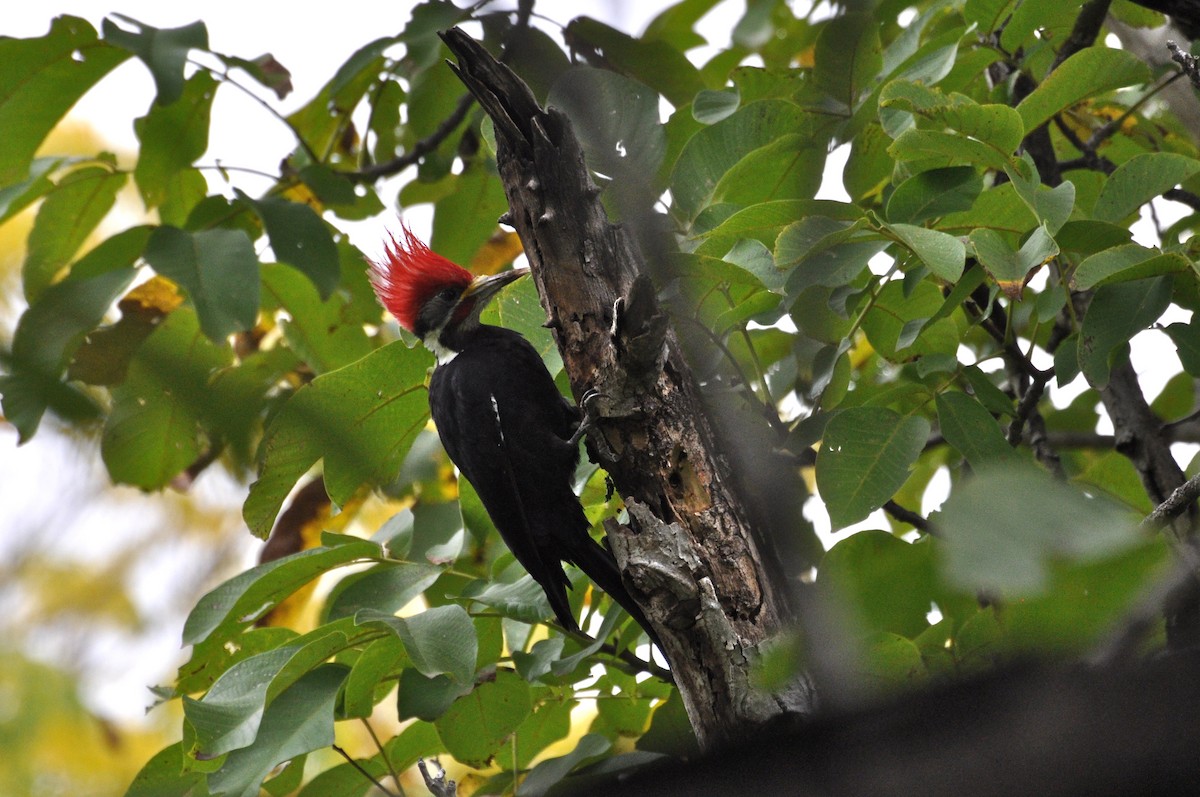 Black-bodied Woodpecker - ML617532934