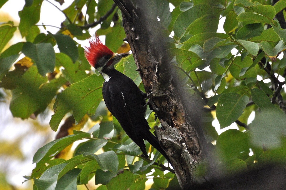 Black-bodied Woodpecker - ML617532936