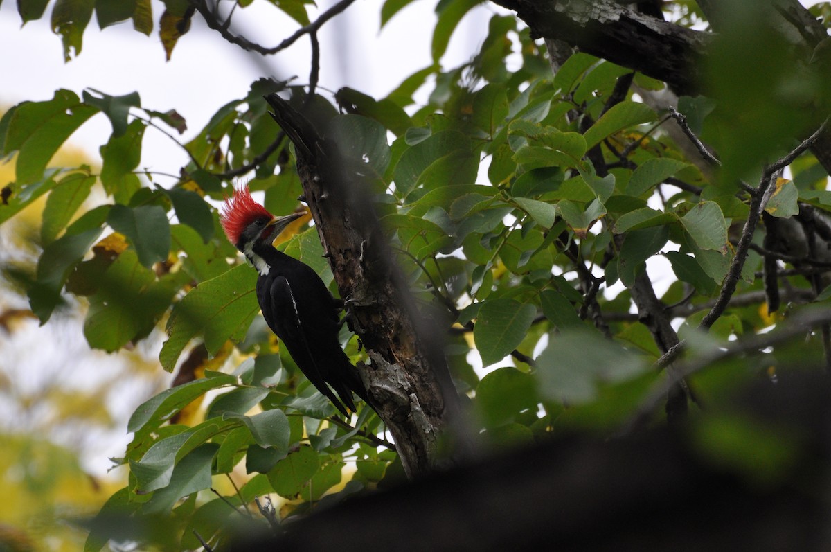 Black-bodied Woodpecker - ML617532940