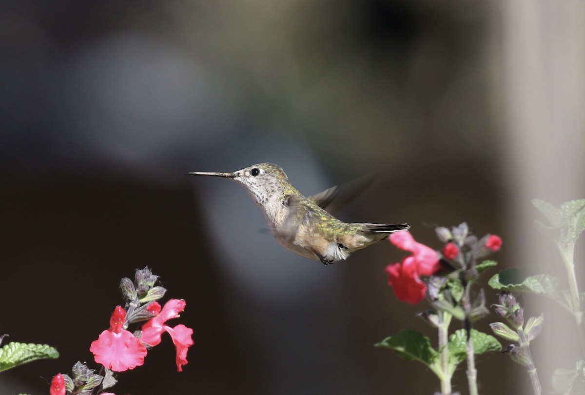 Calliope Hummingbird - Mary Backus