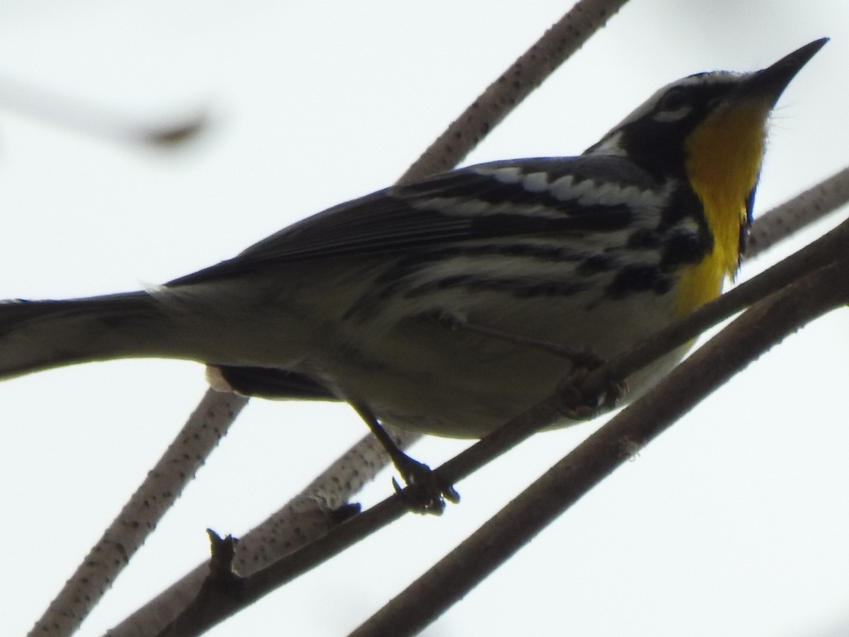Yellow-throated Warbler - ML617532959