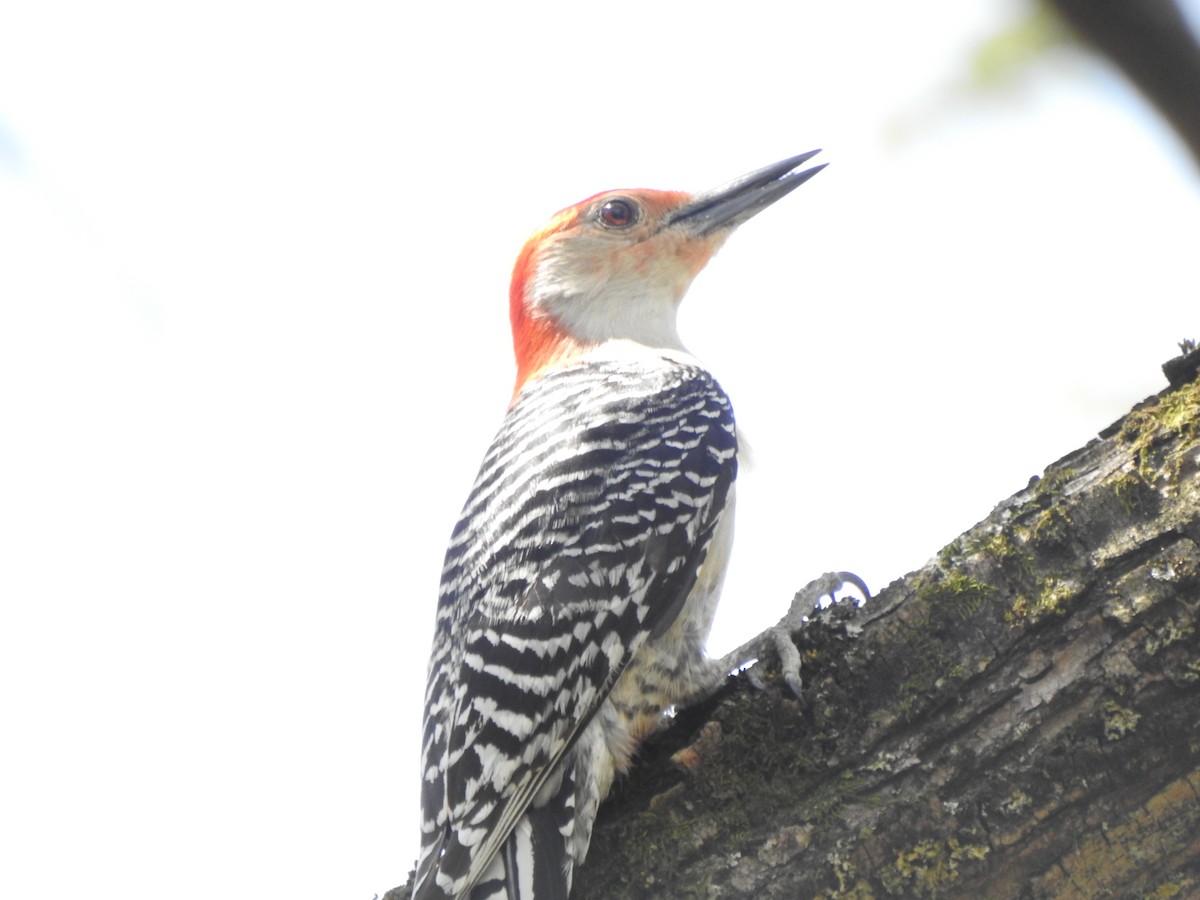 Red-bellied Woodpecker - ML617532971