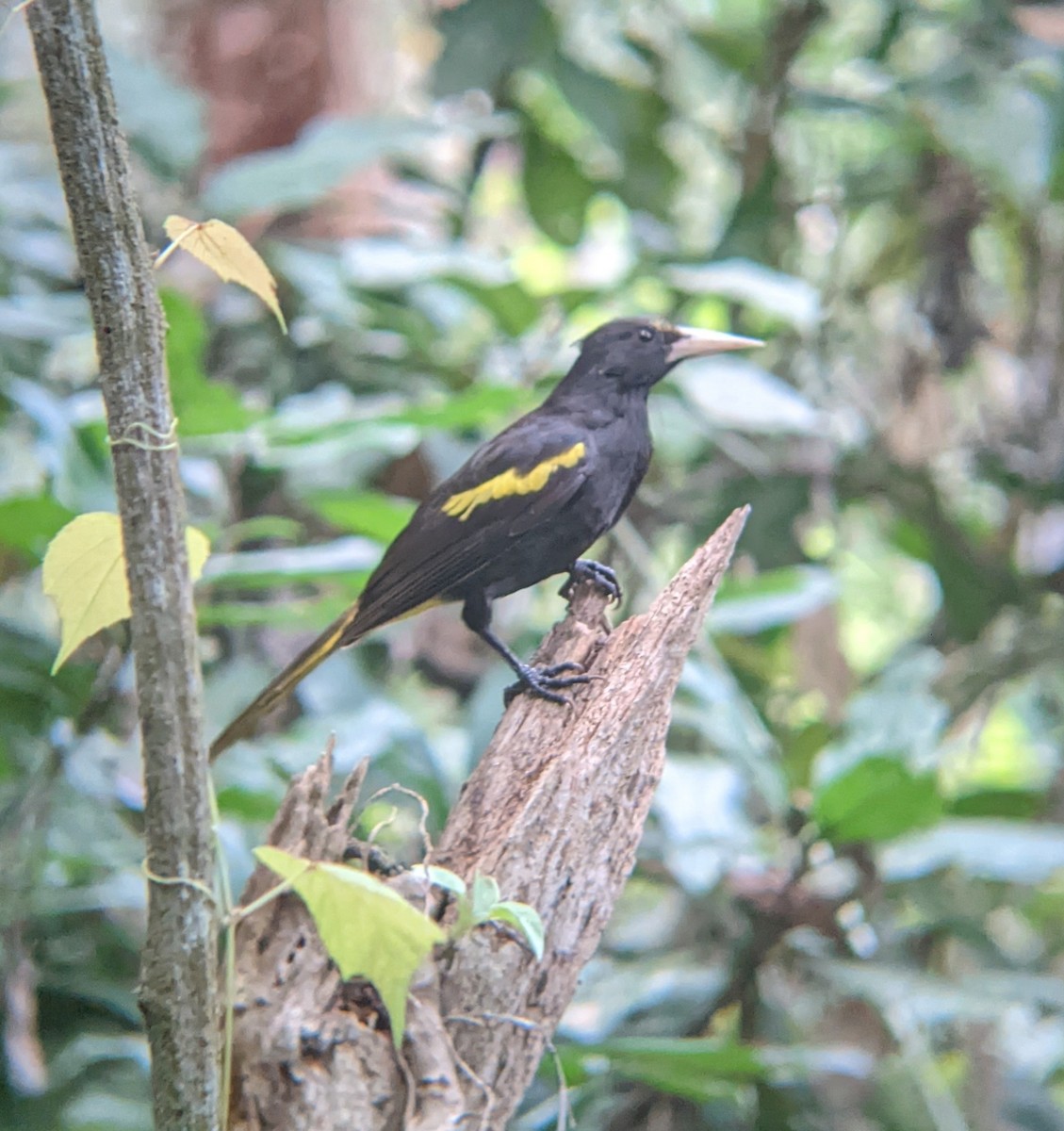 Yellow-winged Cacique - ML617532983