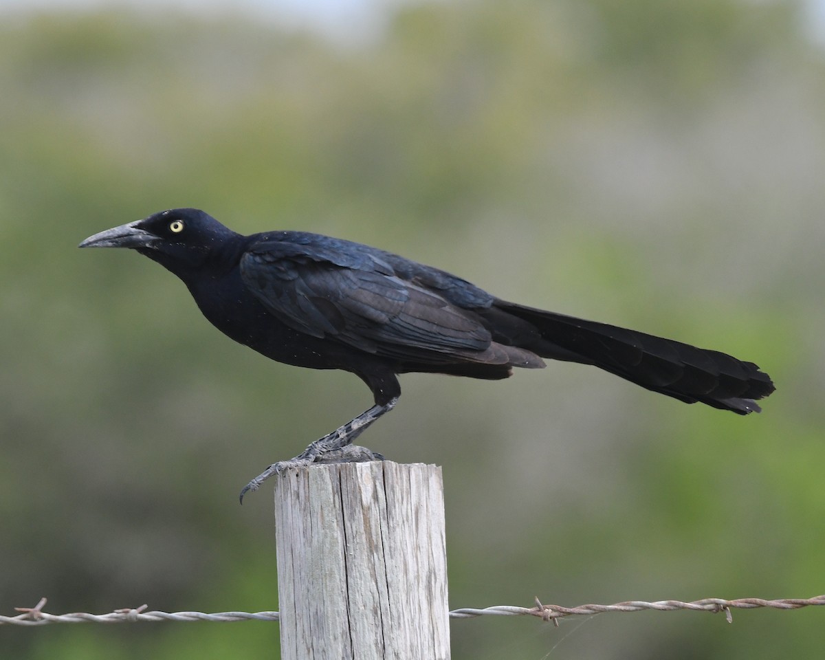 Great-tailed Grackle - ML617533006