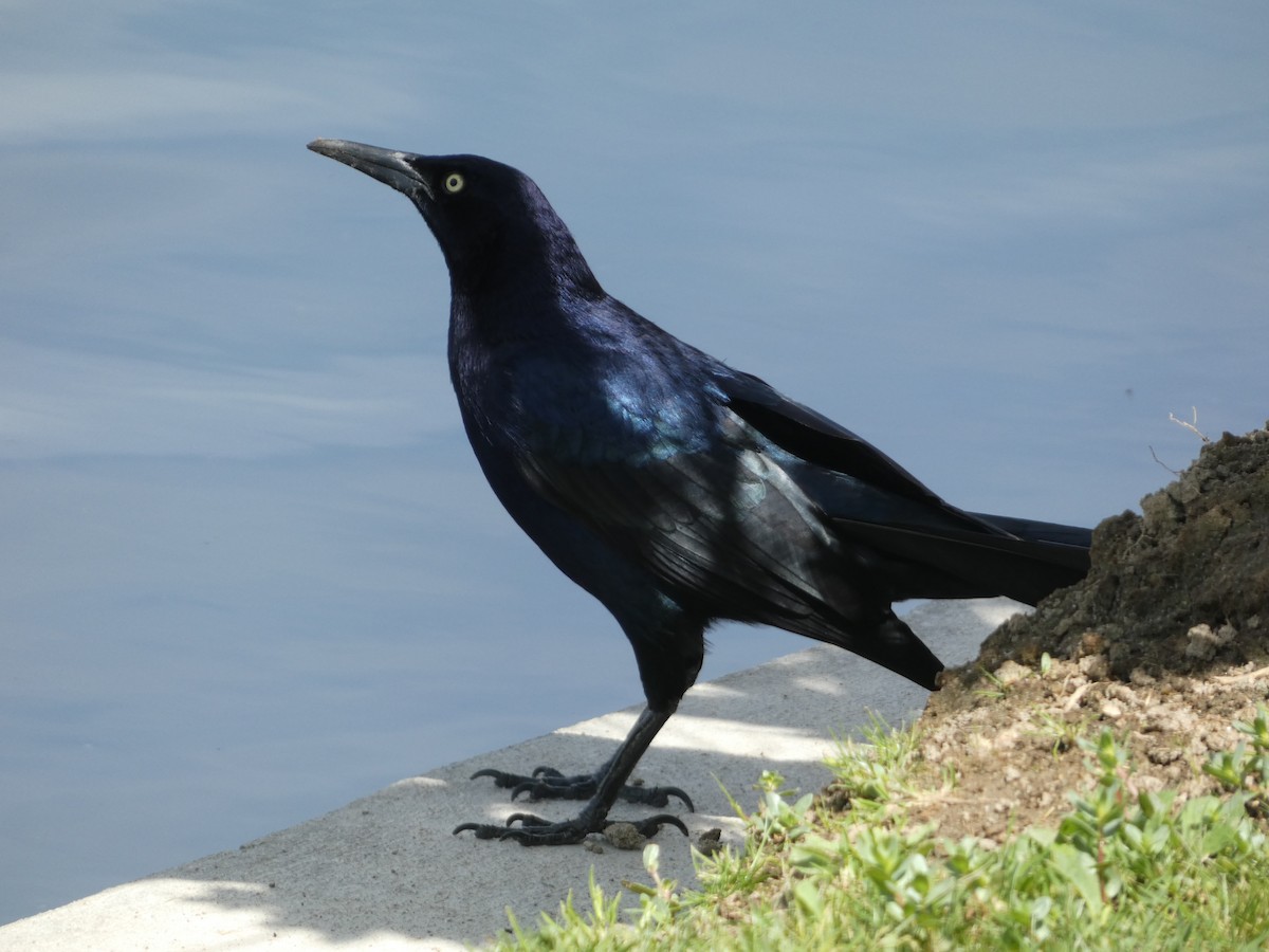 Great-tailed Grackle - ML617533031