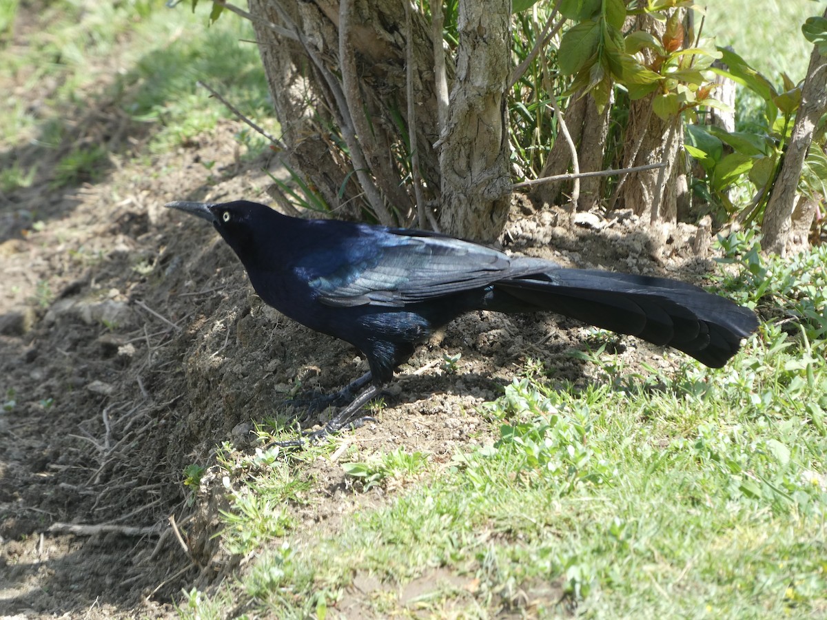 Great-tailed Grackle - ML617533032