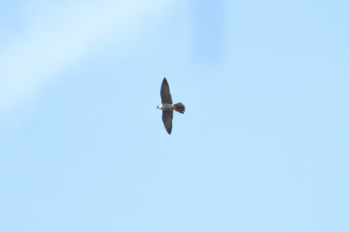 Peregrine Falcon (North American) - ML617533033