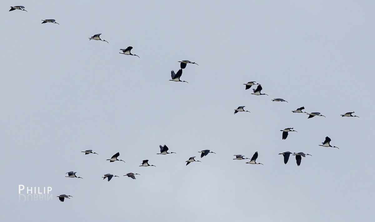 ibis slámokrký - ML617533184