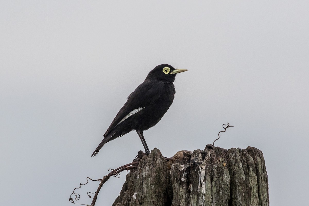 Spectacled Tyrant - ML617533186