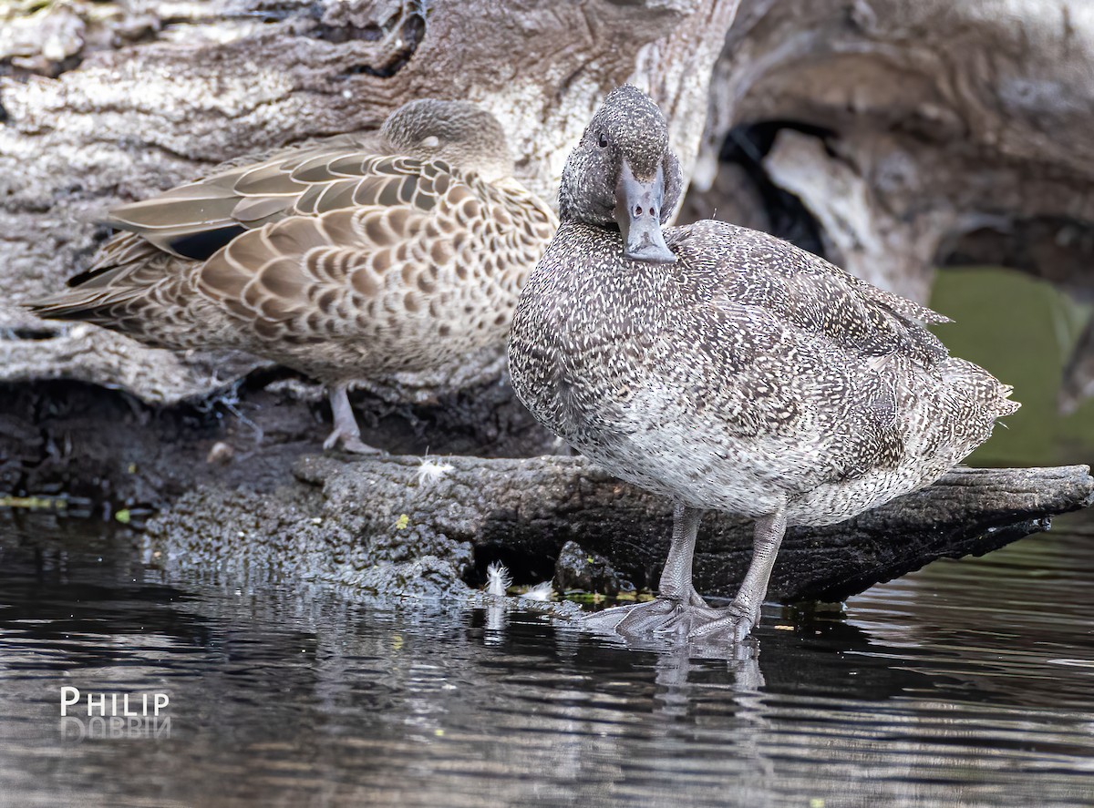 Freckled Duck - ML617533221