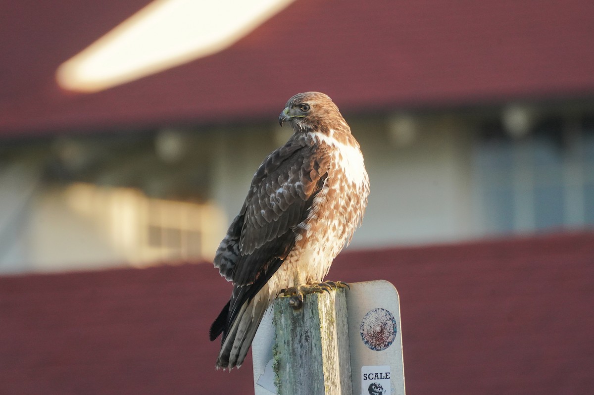 Red-tailed Hawk - ML617533231