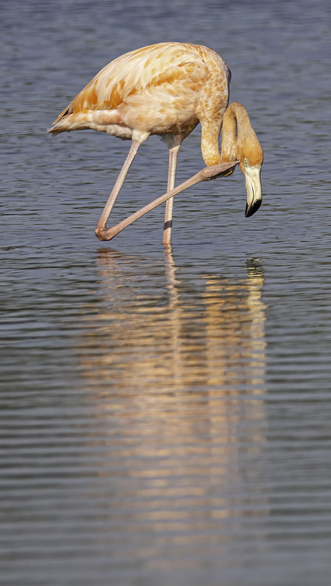 American Flamingo - Phil Riebel
