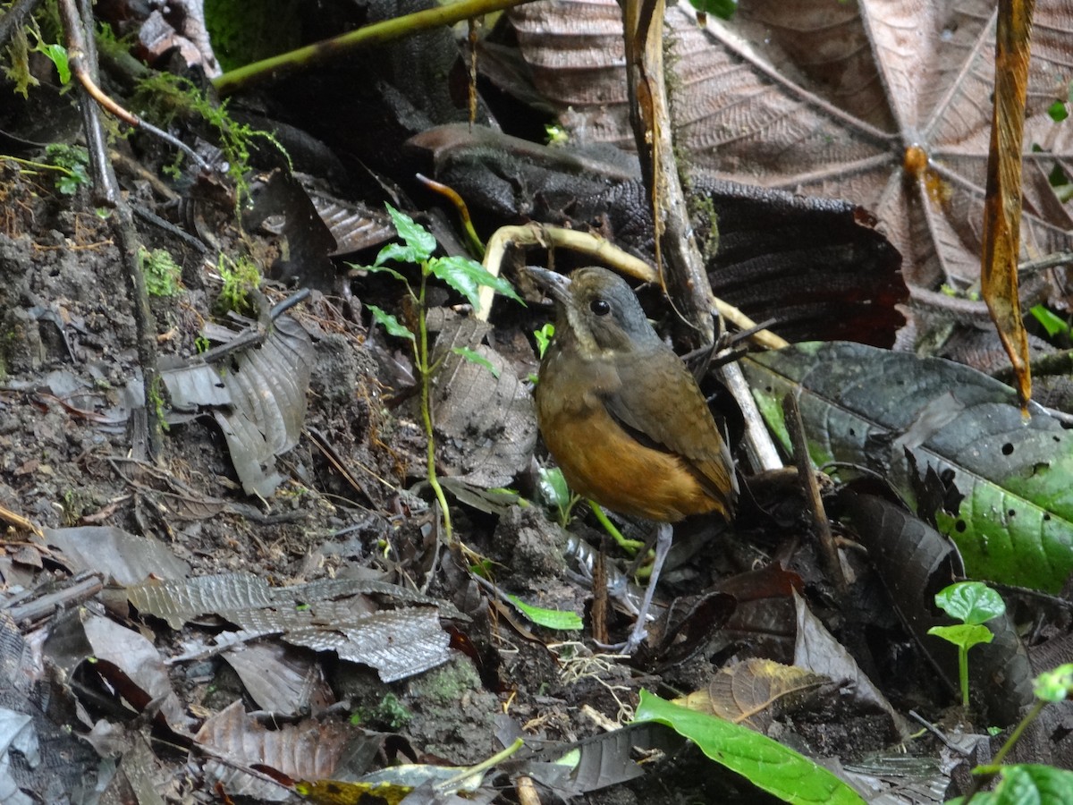 Moustached Antpitta - ML617533320