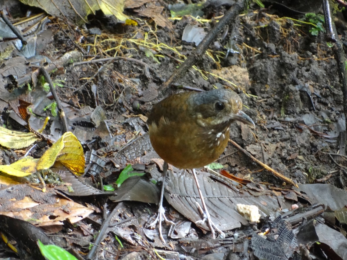 Moustached Antpitta - ML617533321