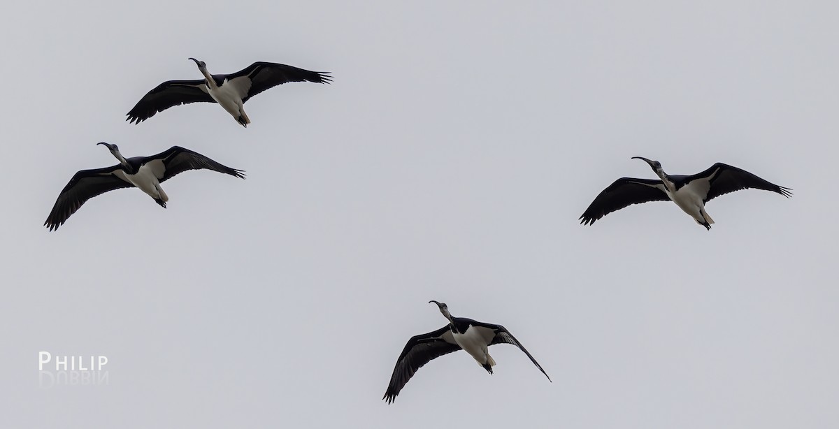 Straw-necked Ibis - Philip Dubbin