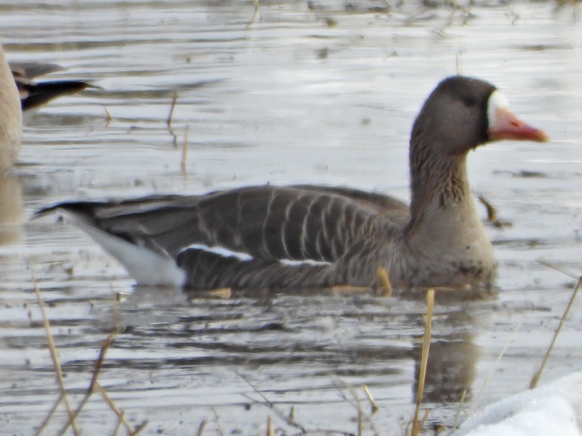 Greater White-fronted Goose - ML617533355