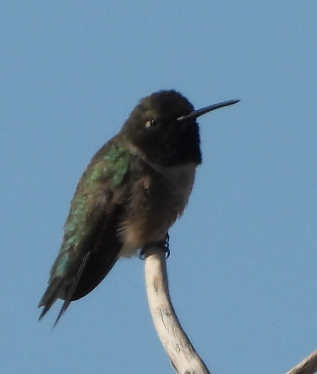 Black-chinned Hummingbird - ML617533384
