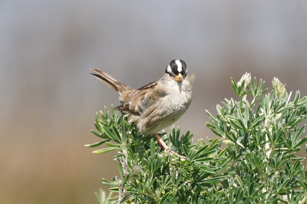 White-crowned Sparrow (nuttalli) - ML617533385