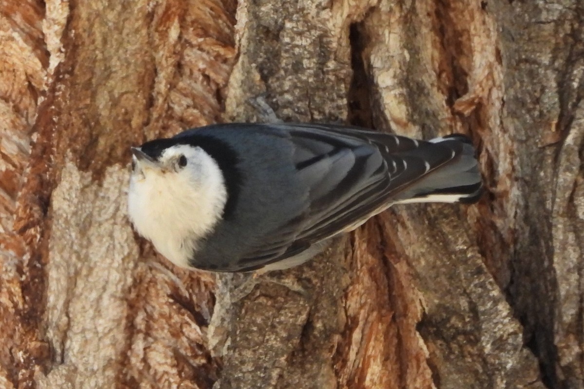 White-breasted Nuthatch - ML617533400