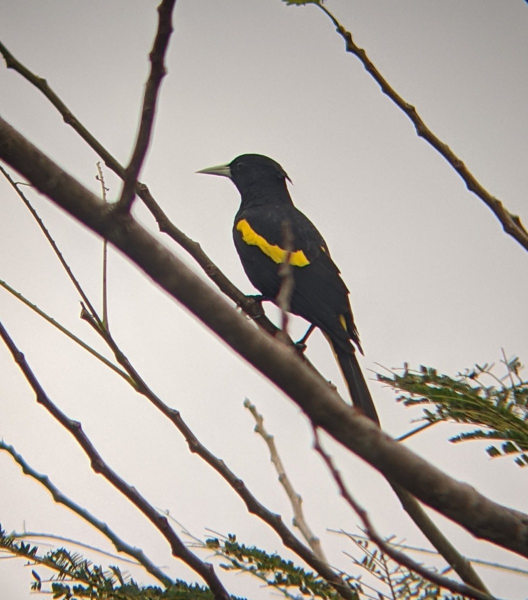 Yellow-winged Cacique - ML617533419
