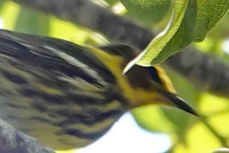 Cape May Warbler - ML617533425