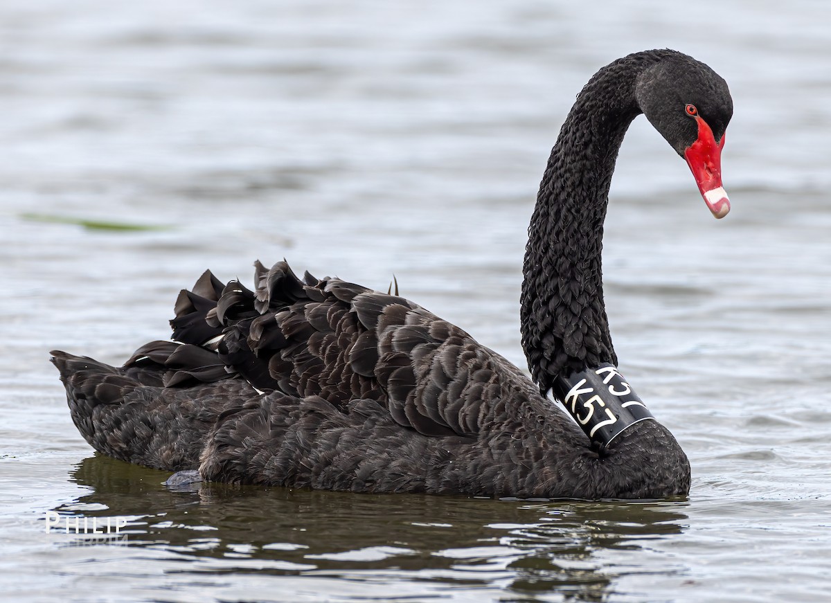 Black Swan - ML617533434