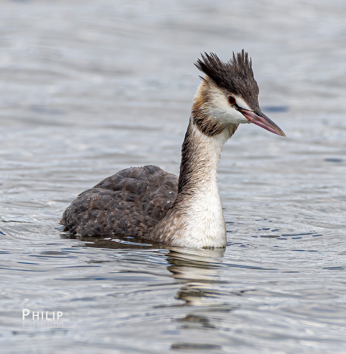 Great Crested Grebe - ML617533446