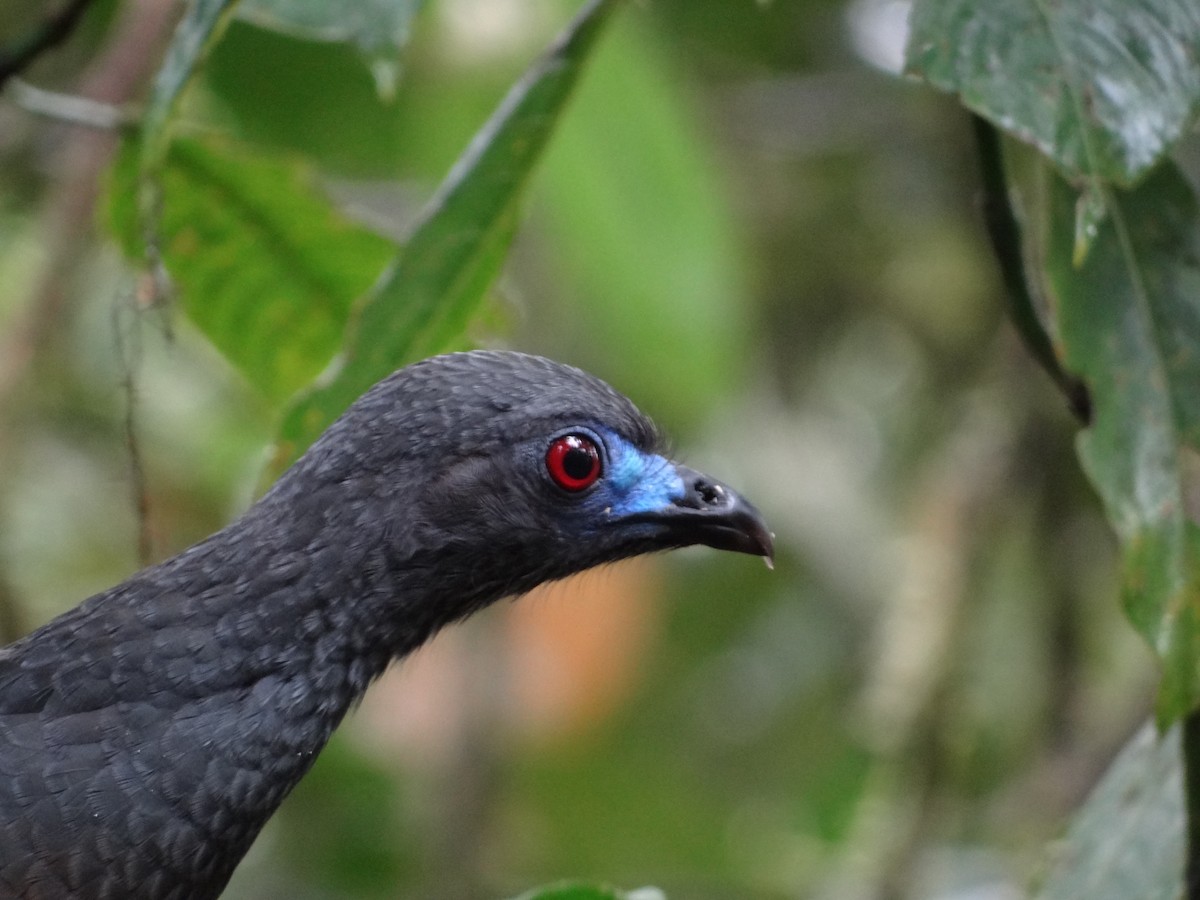 Sickle-winged Guan - ML617533520