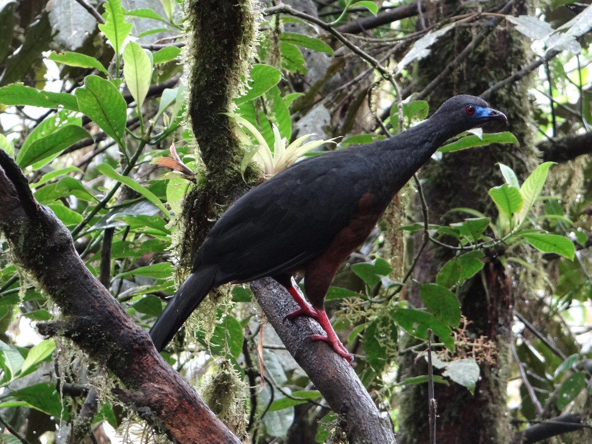 Sickle-winged Guan - ML617533523