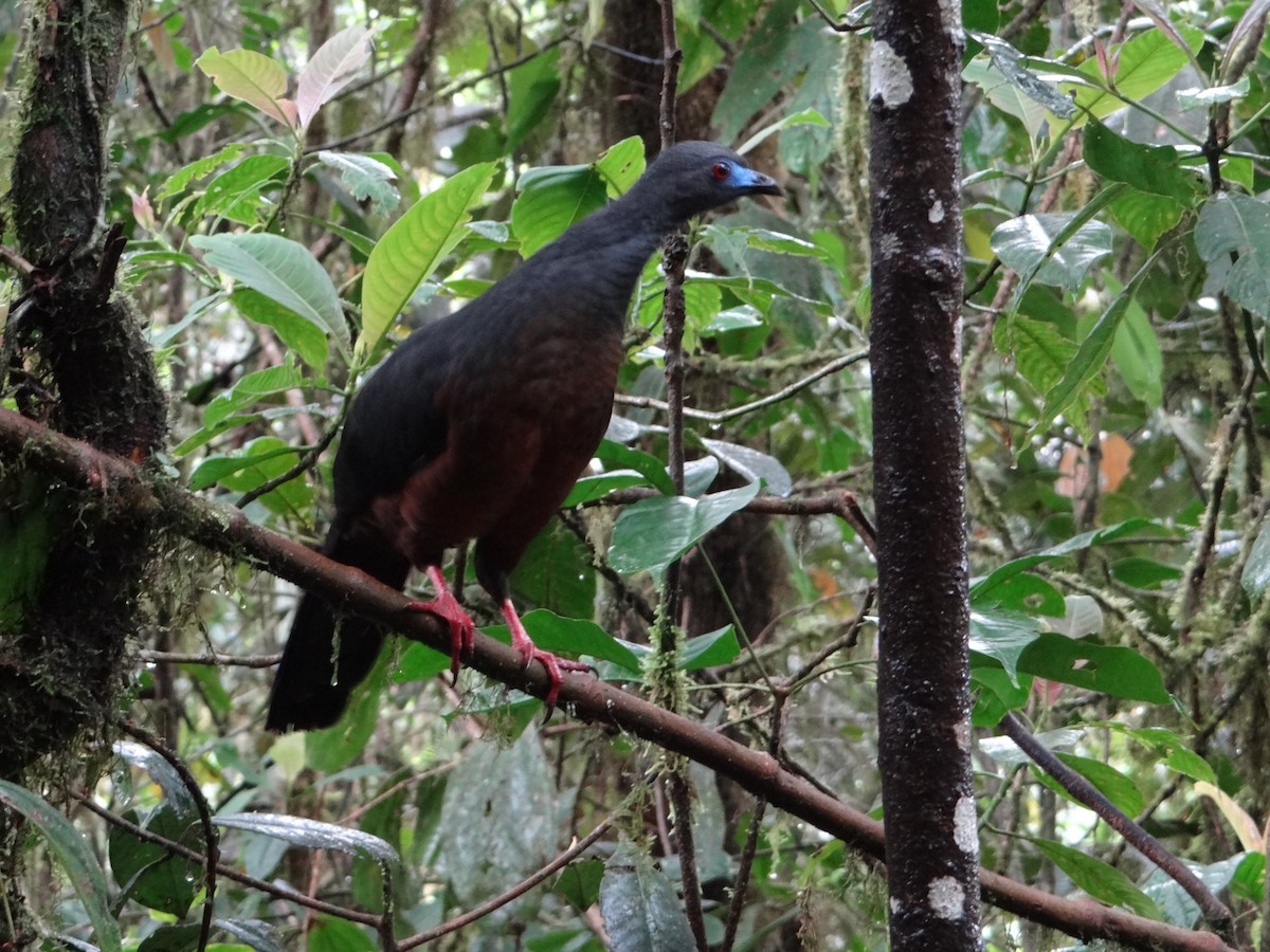 Sickle-winged Guan - ML617533525